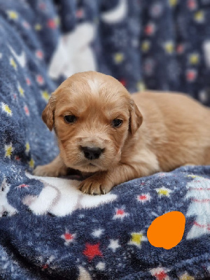 CHIOT 5 Orange